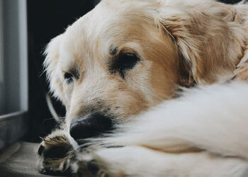 ¿Por qué deberías elegir la cremación para tu mascota?